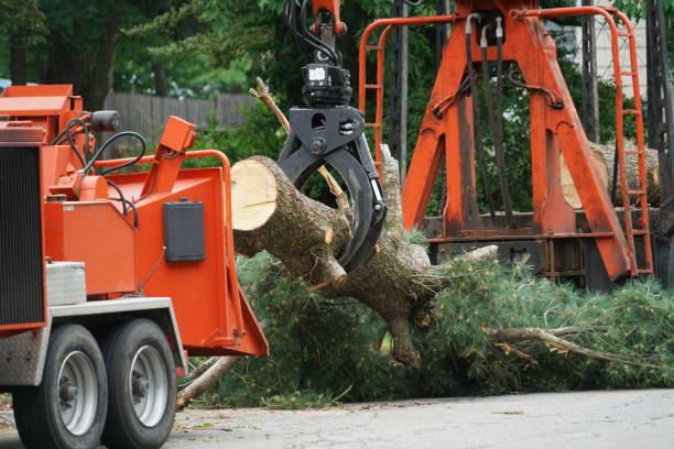 Best Seasonal Cleanup (Spring/Fall)  in Folcroft, PA