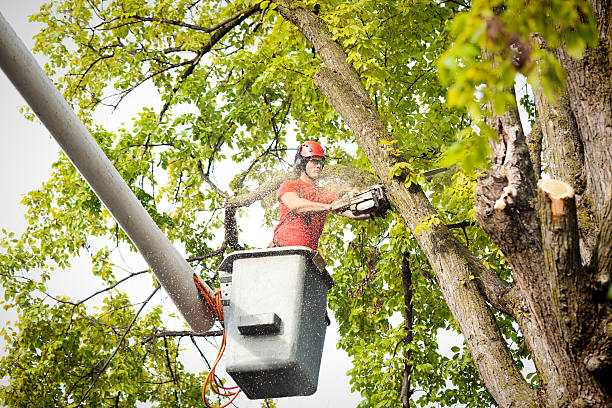 Folcroft, PA  Tree Services Company